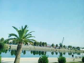 Palm trees by swimming pool against sky