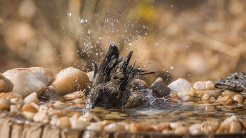 Close-up of turtle in water