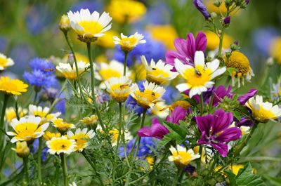 Close-up of yellow flowering plants on field