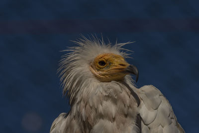 Close-up of a bird