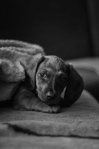 Portrait of dog lying on bed at home