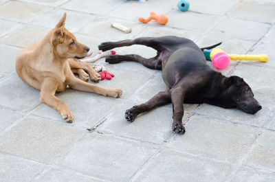 Dog lying down