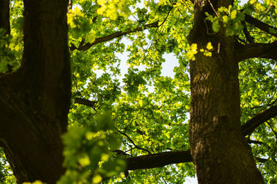 Low angle view of trees in forest