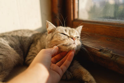 Portrait of a beautiful cat. cute cat portrait. happy pet.