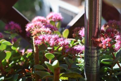 Close-up of flowers against blurred background