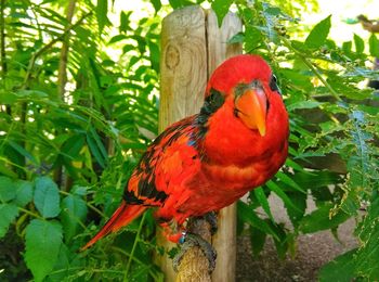 View of a bird perching on branch