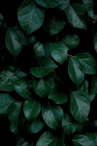 Full frame shot of leaves