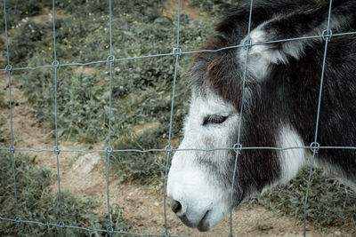 View of a horse on land