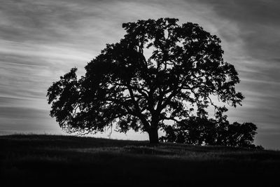 Silhouette tree on field against sky