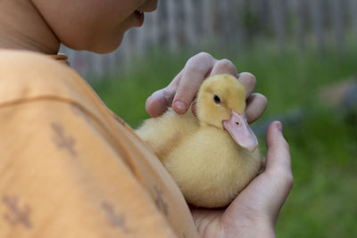 Boy smiling with yellow ducklings on the grass close-up view