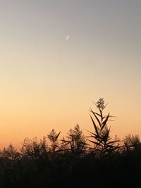 Low angle view of silhouette plants against sky during sunset