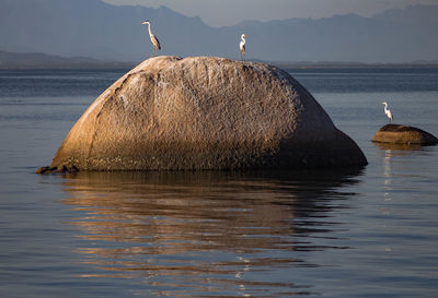 Swans swimming in sea against sky