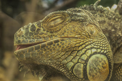 Close-up of lizard