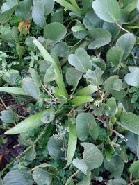 Close-up of plants