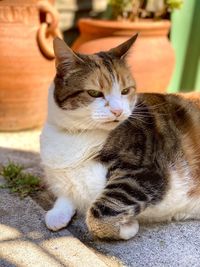 Close-up of a cat resting