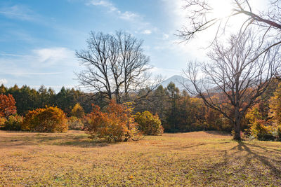 Trees on field against sky during autumn