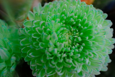 Close-up of succulent plant