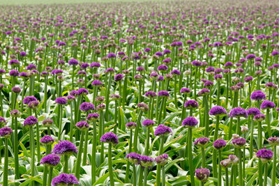 Full frame shot of purple flowers blooming on field