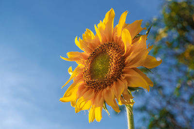 Close-up of yellow sunflower against sky