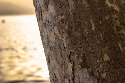 Close-up of tree trunk by sea during sunset