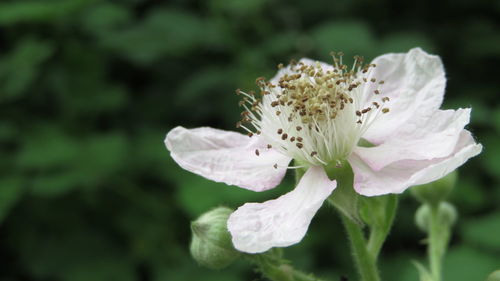 Close-up of white flower blooming outdoors