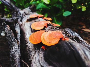 Close-up of orange fruits on tree in forest