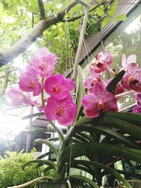 Close-up of pink flowering plant