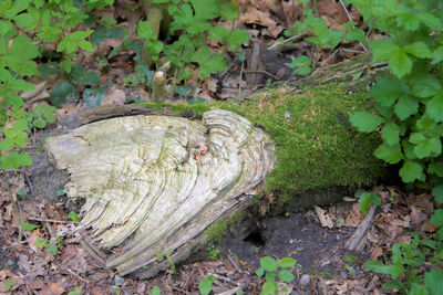 High angle view of tree stump on field