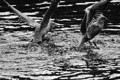Seagulls flying over lake