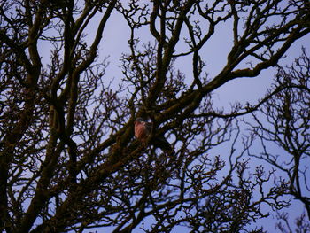 Low angle view of bird perching on tree against sky