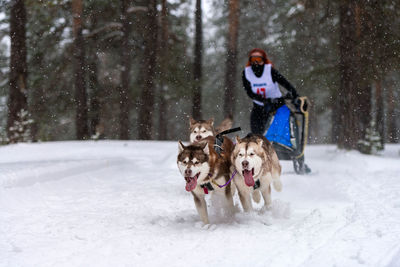 Dog running on snow covered landscape