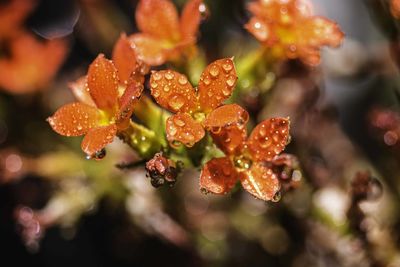 Close-up of wet plant