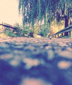 Surface level of road along trees