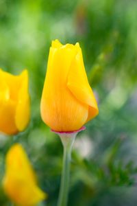 Close-up of yellow rose flower