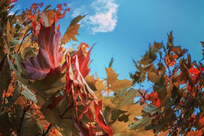 Low angle view of autumnal leaves against sky