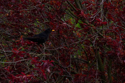 Bird perching on tree