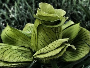 Close-up of fresh green plant