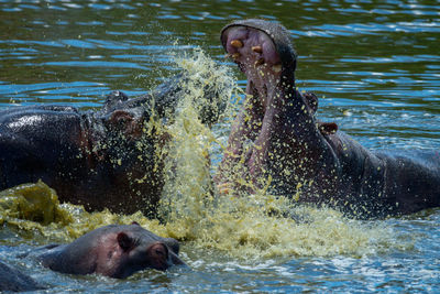 Close-up of male hippos fighting in water