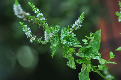 green