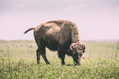 Sheep grazing in a field