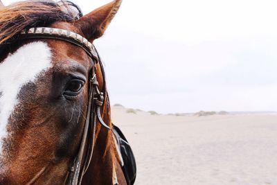 Close-up portrait of horse on beach against sky