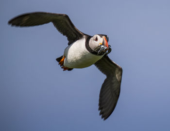 Low angle portrait of atlantic puffin carrying fish in mouth while flying against clear blue sky