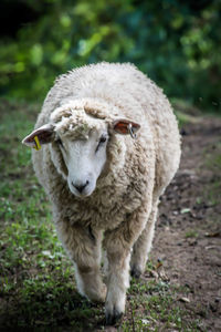 Portrait of sheep standing on field