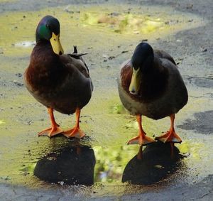 Close-up of mallard ducks