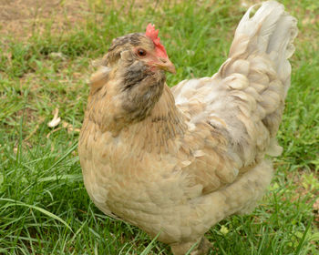 Close-up of a bird on field