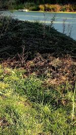 High angle view of grass on field by lake