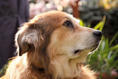 Close-up of dog looking away