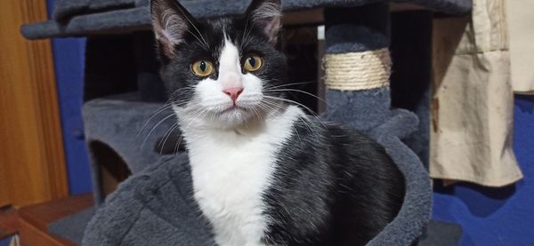 Close-up portrait of cat at home