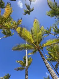 Low angle view of palm tree against clear sky