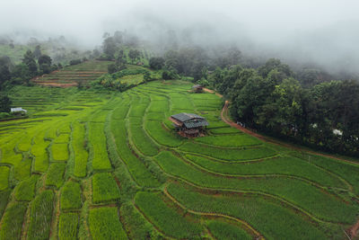 Scenic view of agricultural field